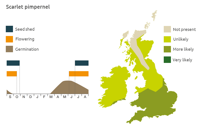 Scarlet pimpernel life cycle and UK distribution